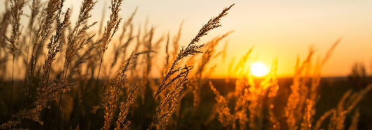 Get Started on Your Ayurvedic Journey with A Step-by-Step Guide to a Healthier Lifestyle - Find Your Balance with Sama