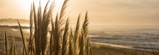 How to Nourish Your Vata Dosha for Optimal Well-being - Find Your Balance with Sama