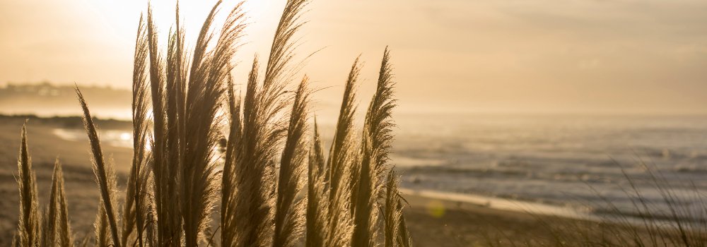 How to Nourish Your Vata Dosha for Optimal Well-being - Find Your Balance with Sama